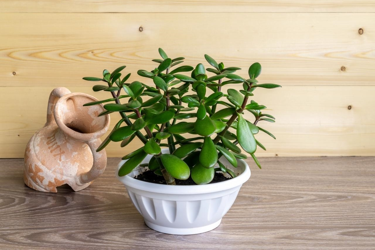 menh-moc-hop-cay-gi (1).jpg